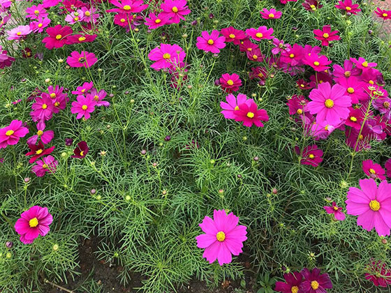 柳州租赁花草|别墅花园绿化设计